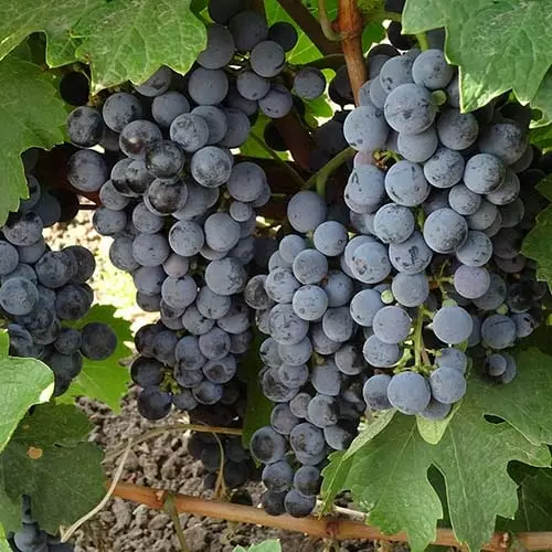виноград каберне совиньон фото описание видео | Дзен