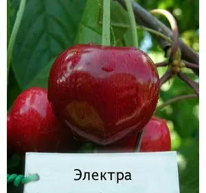 Черешня "Електра" Черешня "Електра"