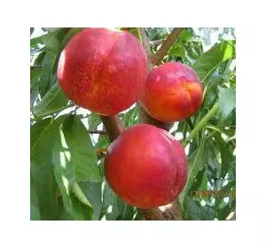 Нектарин "Екстрим Б'юті" Нектарин "Екстрим Б'юті"