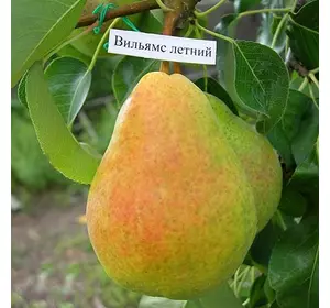 Груша "Бере Вільямс" Груша "Бере Вільямс"