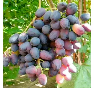 Виноград "Оріон" Виноград "Оріон"