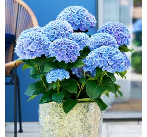 Гортензія Opal 1річні Гортензія Opal 1річні