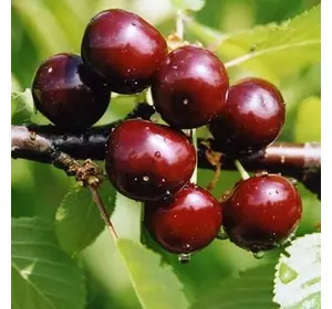 Вишня "Чудо-вишня" Вишня "Чудо-вишня"