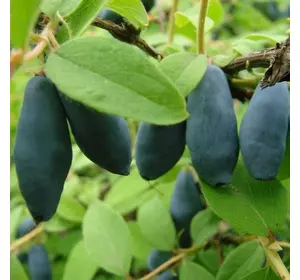 Жимолость "Блакитне веретено" 2-річна Жимолость "Блакитне веретено" 2-річна