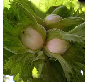 Фундук "Барселонський" 3 - річний Фундук "Барселонський" 3 - річний