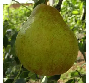 Груша "Молдавська рання" Груша "Молдавська рання"