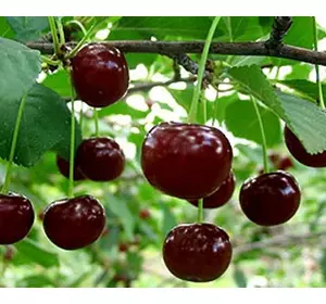 Вишня "Альфа" Вишня "Альфа"