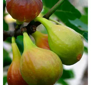 Інжир "Далматський" Інжир "Далматський"