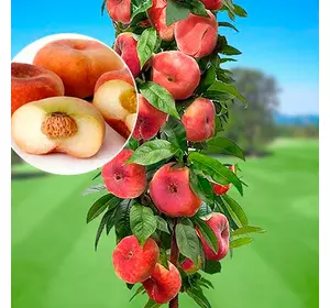 Нектарин колона "Рубіс" Нектарин колона "Рубіс"