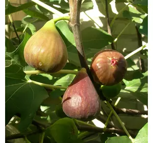 Інжир "Брунсвік" Інжир "Брунсвік"