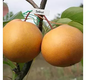 Груша "Секуі" Груша "Секуі"