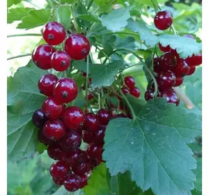 Порічка "Святкова" Порічка "Святкова"