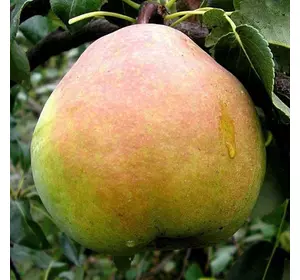 Груша "Кучерянка" Груша "Кучерянка"