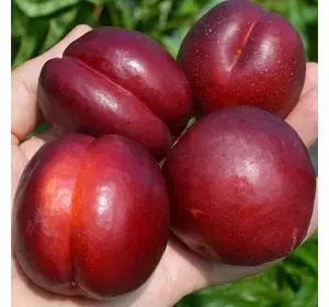 Персик "Бургунді" Персик "Бургунді"