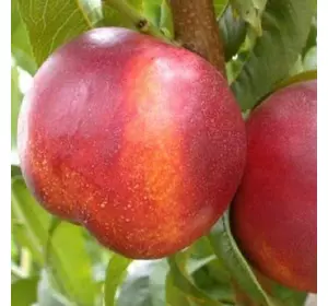 Нектарин "Фентезі" Нектарин "Фентезі"