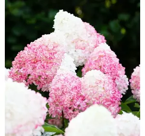 Гортензія Pink Rose 1річні Гортензія Pink Rose 1річні