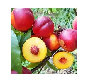 Нектарин "Супер Квін" Нектарин "Супер Квін"