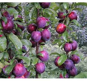 Слива колоновидна "Блю Світ" Слива колоновидна "Блю Світ"