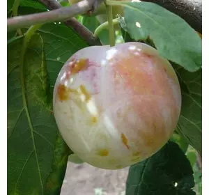 Слива "Ренклод Альтана" Слива "Ренклод Альтана"