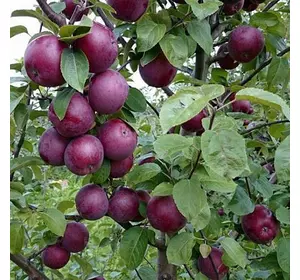 Яблуня "Спартан" Яблуня "Спартан"