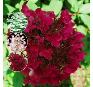 Гортензія Wim's Red 1річні Гортензія Wim's Red 1річні