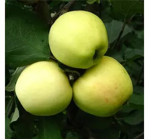 Яблуня "Сніжний Кальвіль" Яблуня "Сніжний Кальвіль"