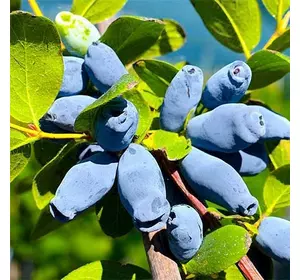 Жимолость "Аврора" 2-річна Жимолость "Аврора" 2-річна