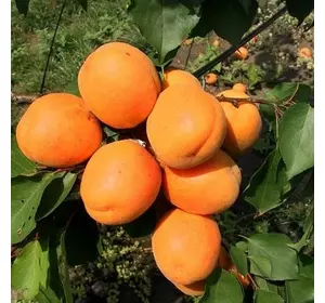 Абрикос "Харгранд" Абрикос "Харгранд"