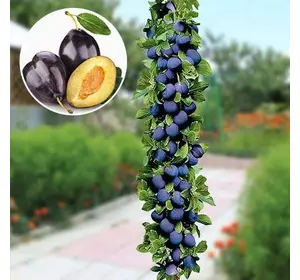 Слива колоновидна "Імперіал" Слива колоновидна "Імперіал"