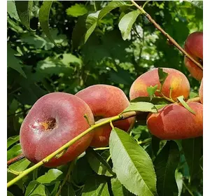 Персик "Світ Рінг" Персик "Світ Рінг"