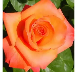 Роза Луї де Фюнес Роза Луї де Фюнес