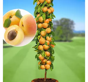 Абрикос колона "Принц Март" Абрикос колона "Принц Март"
