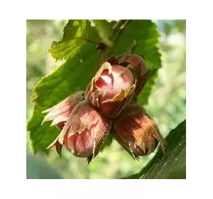 Фундук "Бадіус" 2 - річний Фундук "Бадіус" 2 - річний