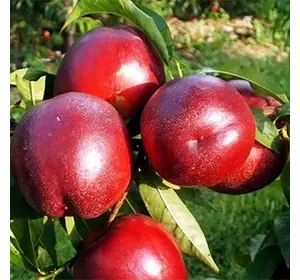 Нектарин "Флеминг Ф'юри PF-11" Нектарин "Флеминг Ф'юри PF-11"