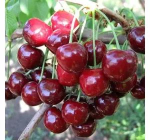 Черешня "Ярославна" Черешня "Ярославна"