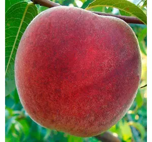 Персик "Топ Світ " Персик "Топ Світ "