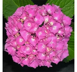 Гортензія Europa 1річні Гортензія Europa 1річні