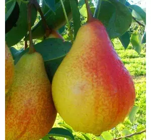 Груша "Улюблениця Клаппа" Груша "Улюблениця Клаппа"