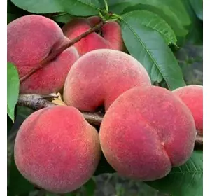 Персик "Лауреат" ( ВКС ) Персик "Лауреат" ( ВКС )
