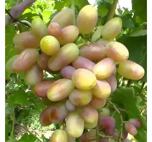 Виноград "Віктор" Виноград "Віктор"