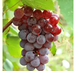 Виноград "Ізабелла рожева" Виноград "Ізабелла рожева"