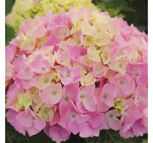 Гортензія Pink Lollipop 1річні Гортензія Pink Lollipop 1річні