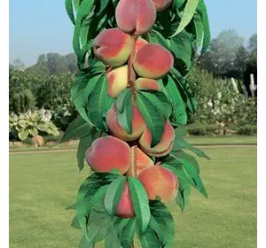 Персик колона "Штайнберг" Персик колона "Штайнберг"