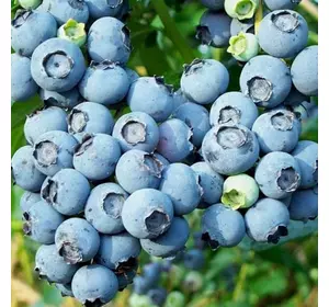 Лохина "Блю Голд", 3 річна Лохина "Блю Голд", 3 річна