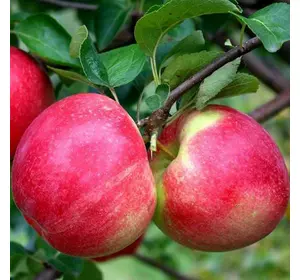 Яблуня "Амулет" Яблуня "Амулет"
