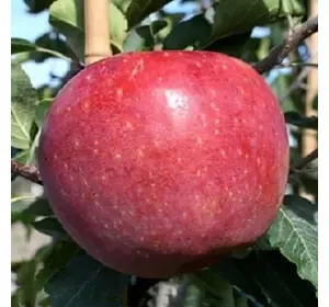 Яблуня "Ремо" Яблуня "Ремо"