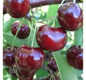 Вишня "Зустріч" Вишня "Зустріч"