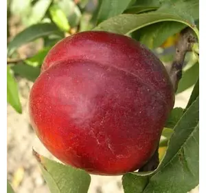 Нектарин "Флейвор Топ" Нектарин "Флейвор Топ"