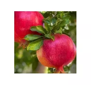 Гранат Ачіканор Гранат Ачіканор