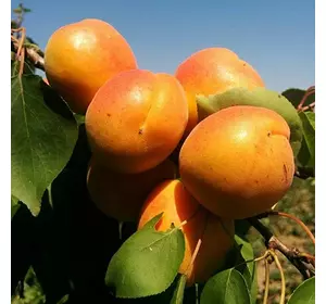 Абрикос "Поліський крупноплідний" Абрикос "Поліський крупноплідний"